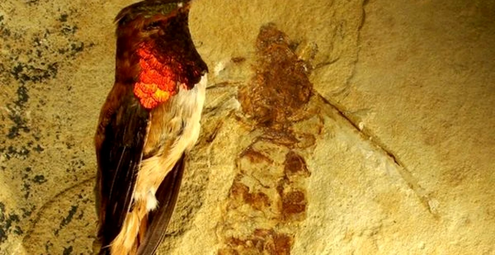 Fosila unei furnici uriaşe a fost descoperită în SUA