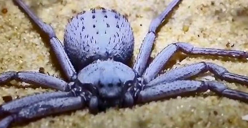 Unul dintre cei mai periculoşi păianjeni din lume şi alte 7.000 de vietăţi au fost furate dintr-un muzeu