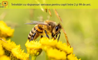 De ce mor albinele atunci când ne înțeapă, dar viespile nu?