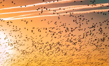 Păsările folosesc o „hartă invizibilă” pentru a se ghida în locuri în care nu au mai călătorit niciodată