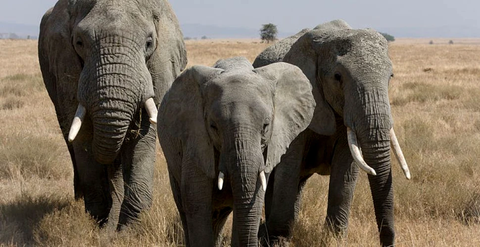 O enigmă legată de „glasul” elefanţilor a fost dezlegată