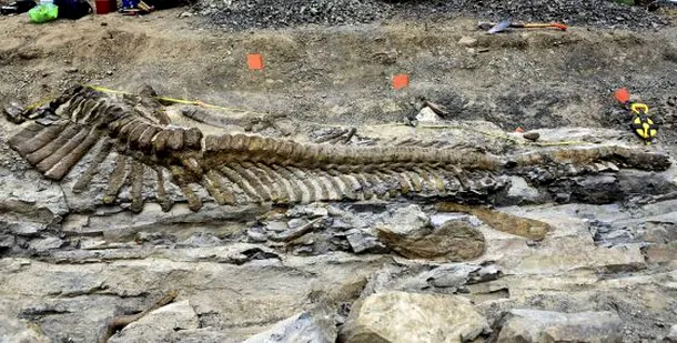 Descoperire rară: arheologii au dezgropat o coadă de dinozaur intactă