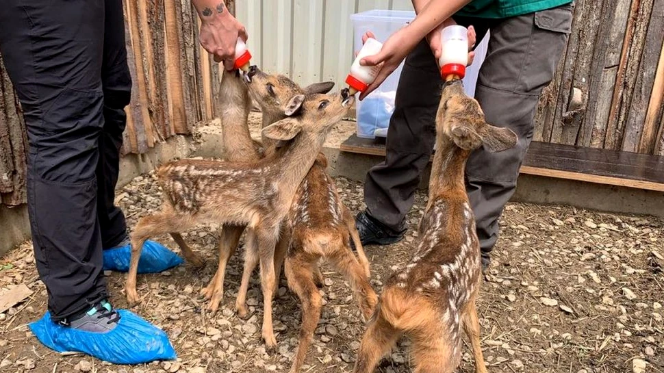 Șapte pui de căprioară vor fi eliberați în pădurile din Vrancea, după ce au fost îngrijiți opt luni la un centru de salvare