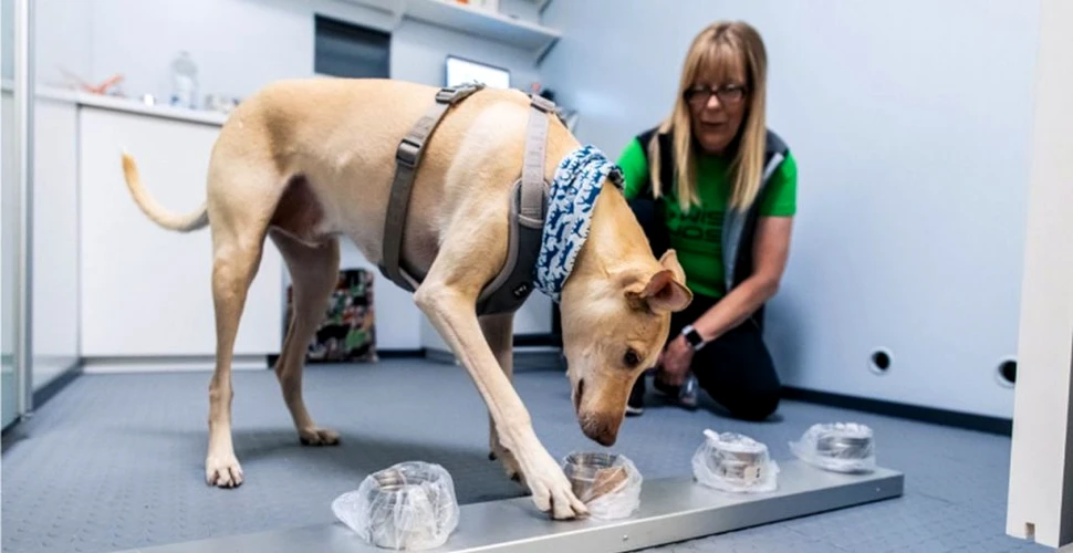 Câini antrenați să depisteze persoane infectate cu COVID-19 vor fi trimiși pe Aeroportul Sibiu