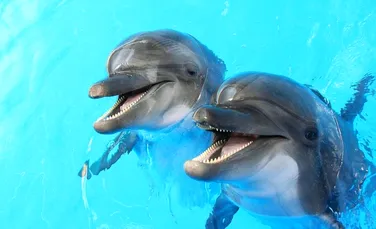 Delfinii, la fel ca oamenii, creează prietenii care durează o viaţă