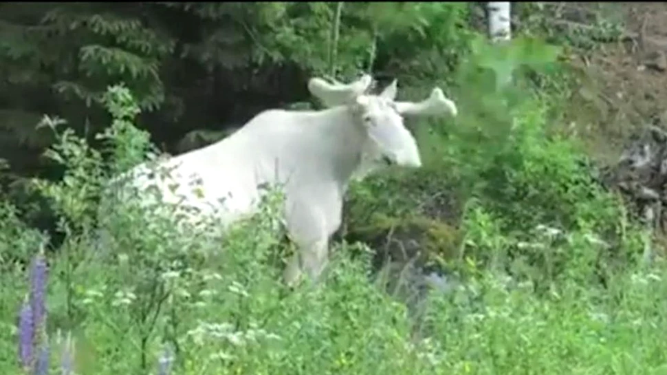 Rudolf, cel special. Imagini incredibie în Suedia cu un ren extrem de rar