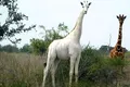 Ultima girafă albă rămasă în Kenya