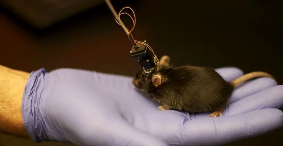 Oamenii de ştiinţă au reuşit să citească minţile şoarecilor (VIDEO)