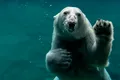 Urșii hibrizi „pizzly”, tot mai răspândiți în Arctica din cauza schimbărilor climatice