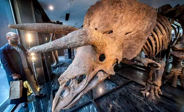 Suma pentru care s-a vândut Big John, cel mai mare dinozaur Triceratops