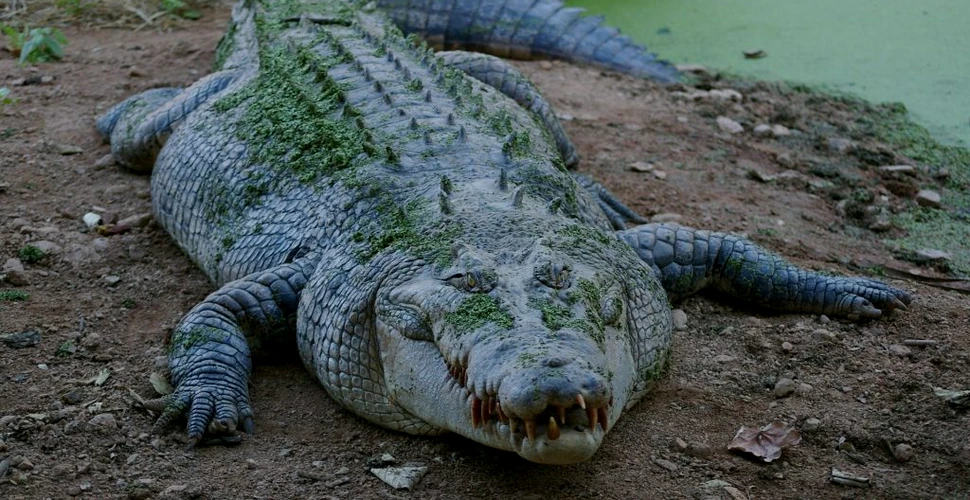 Rămășițele unui bărbat dispărut, descoperite în stomacul unui crocodil uriaș într-un stat australian