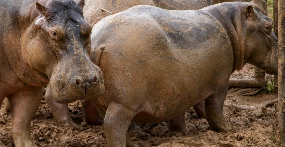 De ce este Columbia nevoită să sterilizeze hipopotamii lui Pablo Escobar
