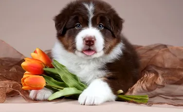 Animalele de companie pot încetini îmbătrânirea biologică a femeilor