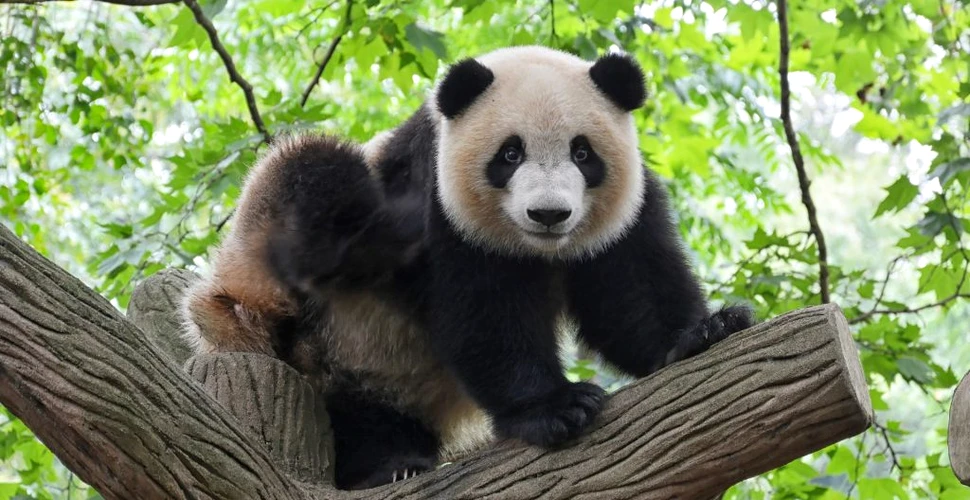 Motivul pentru care urșii panda adoră să se rostogolească în excremente