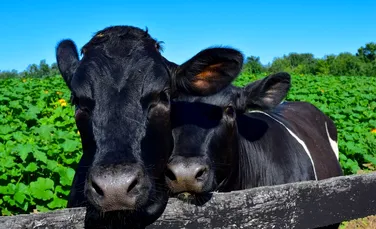 Ce muzică preferă, de fapt, vacile?