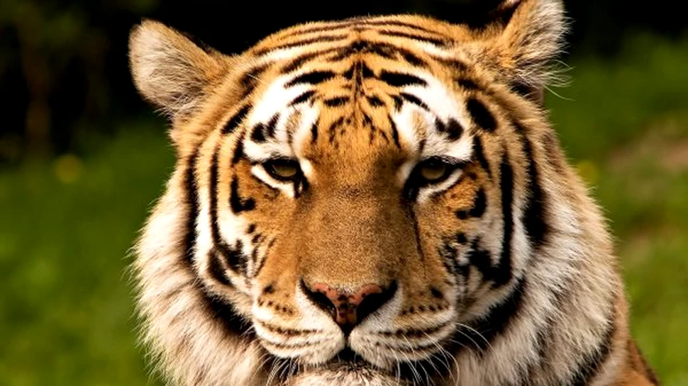 Kazahstanul va reintroduce tigrii în fauna locală