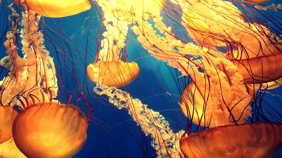 Oamenii de știință explică de ce ar trebui să începem să mâncăm meduze