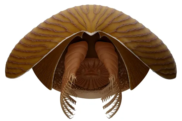 creatura marina Titanokorys
