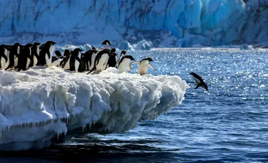 Excrementele de pinguin ar putea ajuta la răcirea Antarcticii