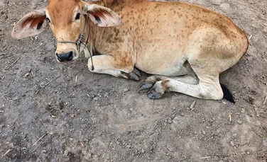 Focar de dermatoză nodulară contagioasă la bovine, confirmat în Spania. Măsurile luate de autorități