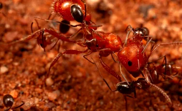 Cercetătorii au descoperit un nou comportament al furnicilor