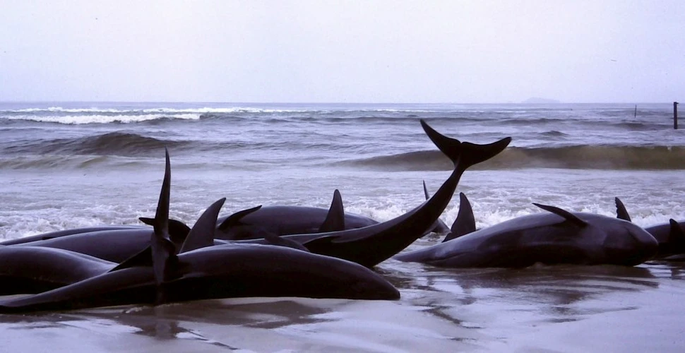 Confirmat: tehnologia umană este „vinovată” de naufragiul şi moartea a sute de delfini şi balene