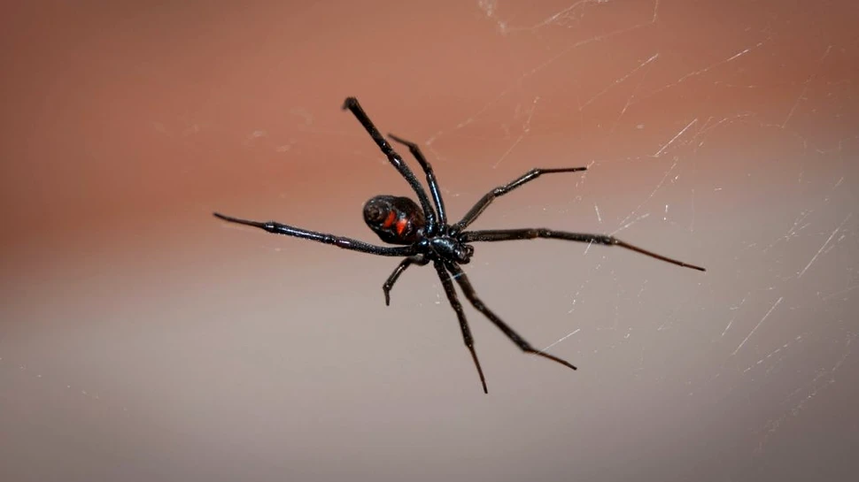 Ce s-a întâmplat după ce trei frați s-au lăsat mușcați de o Văduvă neagră. Încercau să obțină superputeri