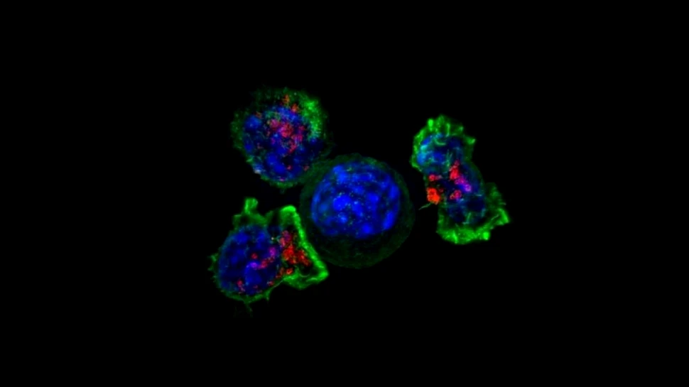 Oamenii de știință au identificat zeci de gene care permit cancerului să evite sistemul imunitar