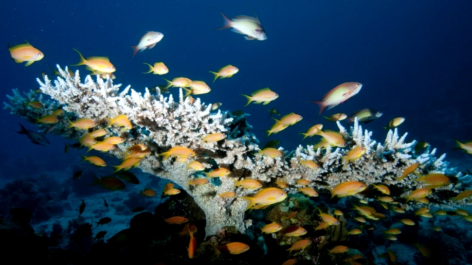 Oceanele se acidifiază mai repede decât au făcut-o în ultimii 300 de milioane de ani