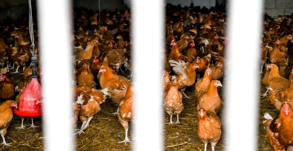 Primul caz de transmitere al gripei aviare H5N8 la om, descoperit în Rusia. OMS a fost anunțată