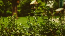 Căsuțe de grădină: ce trebuie să știi și ce material să alegi