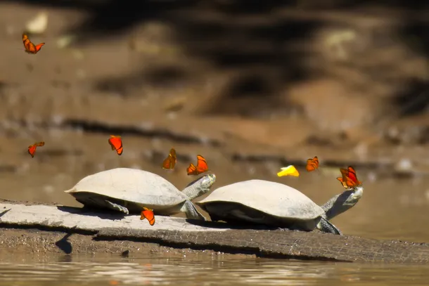 De ce beau fluturii lacrimile broaştelor ţestoase amazoniene? (VIDEO)