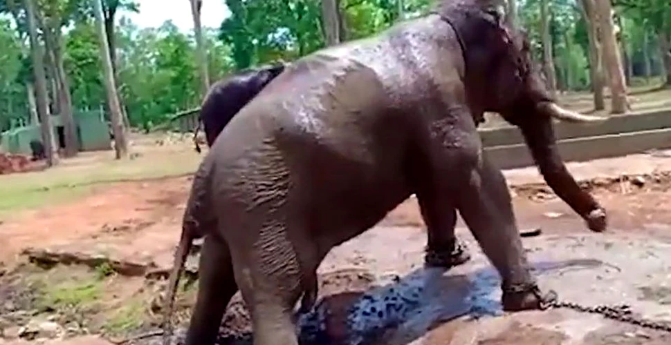 Momentul şocant în care un elefant, legat cu lanţuri, se prăbuşeşte şi moare în faţa mai multor oameni- VIDEO