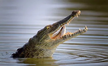 Test de cultură generală. De ce să nu credem niciodată „lacrimile de crocodil”?