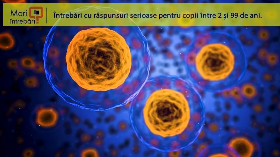 Ce se întâmplă cu rămăşiţele unei celule moarte?