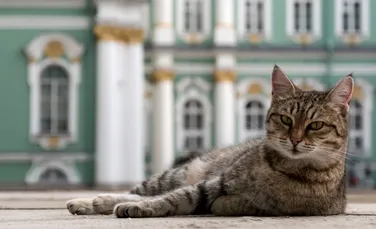 Celebrele pisici de la Muzeul Ermitaj îşi fac treaba de paznici şi în pandemie