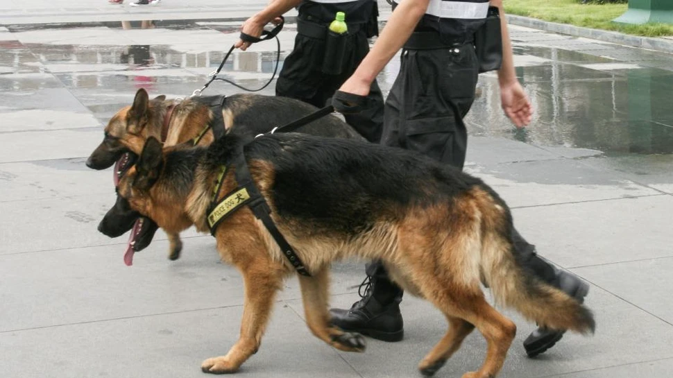 Chinezii au clonat un câine poliţist cu merite în rezolvarea crimelor