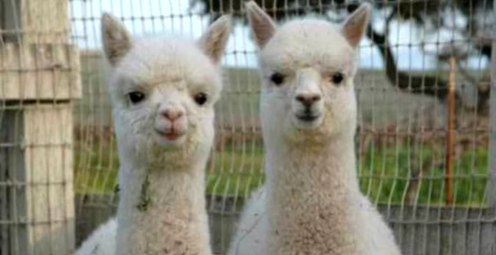 Două lame Alpaca păzesc 24.000 de curcani destinaţi sărbătorilor noului an