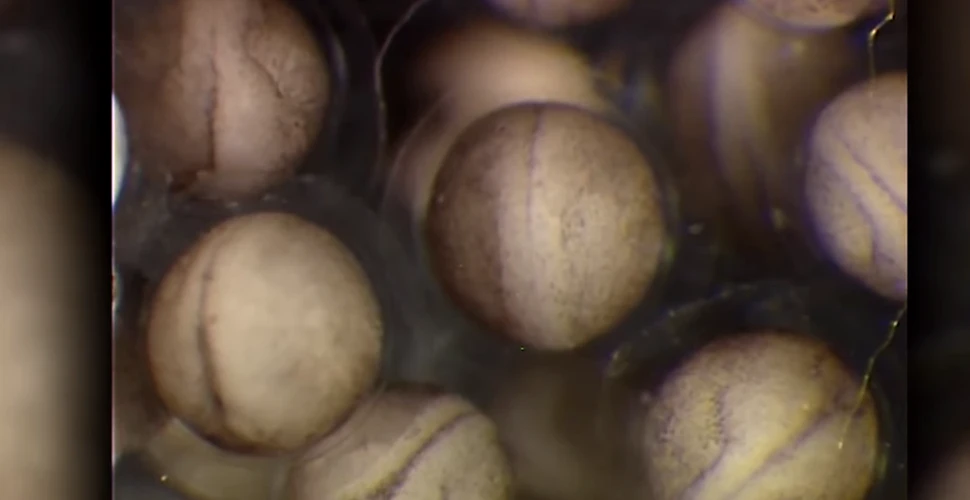 Cum poate o singură celulă să dea naştere unui întreg organism –  VIDEO