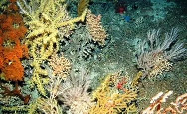 Magnifice recife de corali se ascund in apele reci ale Atlanticului de Nord