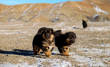 Câinii bankhar, gardienii antici care ar putea salva stepa Mongoliei