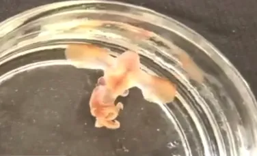 VIDEO. Filmuleţ adorabil cu o caracatiţă Dumbo care eclozează. Este prima dată când cercetătorii au putut vedea fenomenul magnific