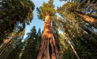 De ce este ținut secret locul în care crește cel mai înalt copac din lume?