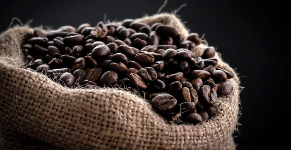 Tipuri de boabe cafea și cum să le alegi pe cele potrivite gusturilor tale