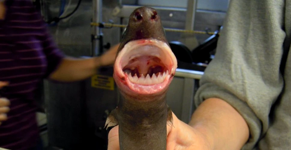 Dieta unei specii de rechin cu dinți neobișnuiți i-a luat prin surprindere pe oamenii de știință
