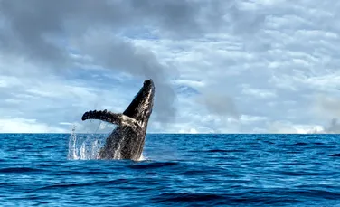 Balenele pot fi o „soluţie” naturală legată de reducerea cantităţii de dioxid de carbon din atmosferă