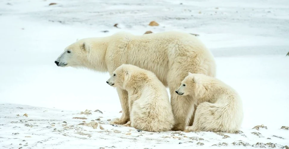Poluarea poate transforma urşii polari în hermafrodiţi