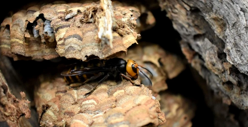 Un cuib de viespi gigantice asiatice, descoperit în SUA, ascundea 180 de adulți și 1.500 de larve