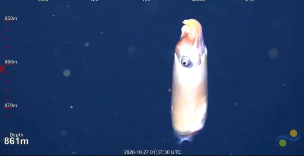 Imagini în premieră cu o specie extrem de rară de calamar care are „coarne de berbec”