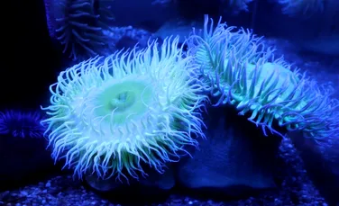 Un studiu pe anemonele de mare a dezvăluit cum supraviețuiesc animalele